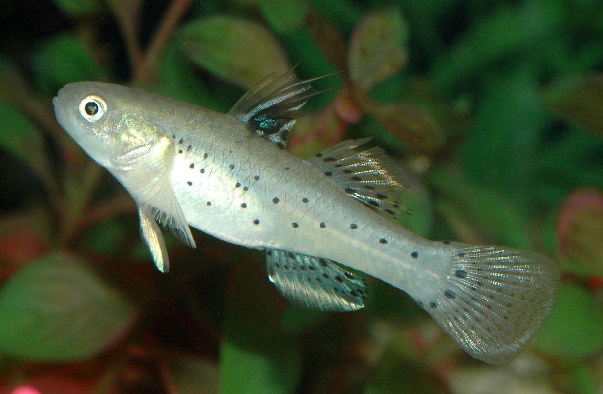 Stigmatogobius sadanundio